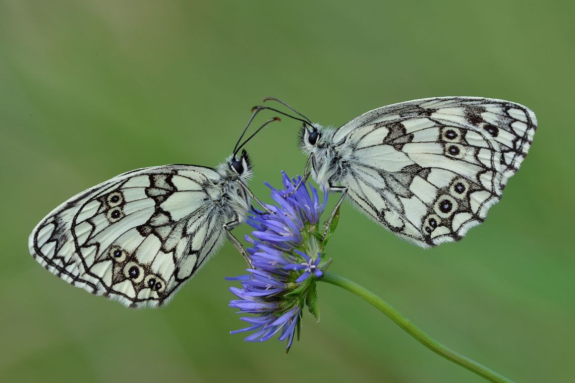 Zwei Schmetterlinge auf blauer Blüte