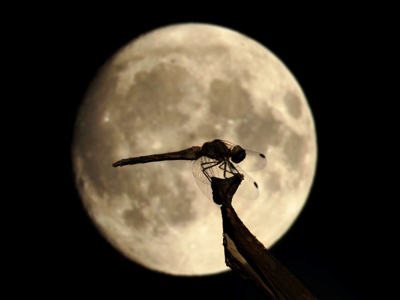 Vielfältiges Leben im Schutz der Dunkelheit Vielfältiges Leben im Schutz der Dunkelheit