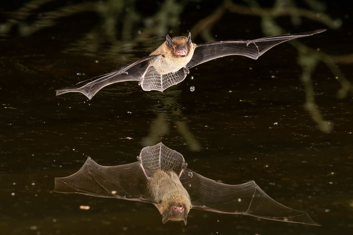Soprano Pipistrelle über Wasser Mückenfledermaus fliegt über Wasser