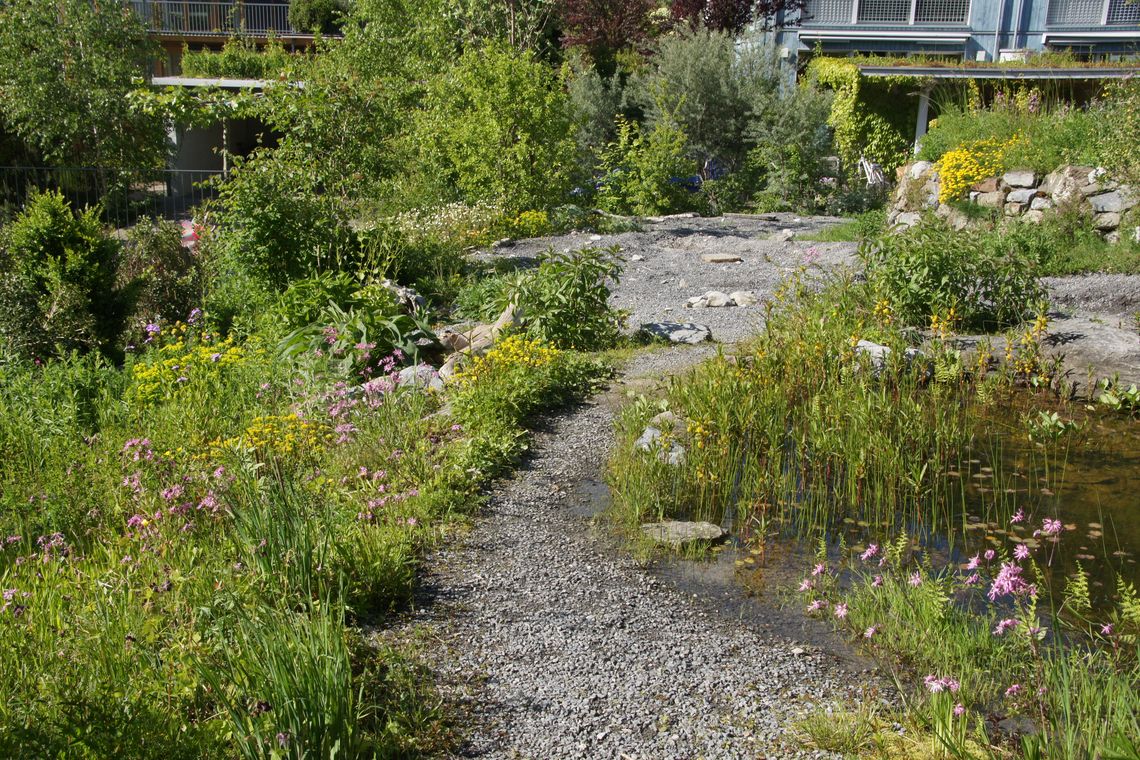 Üppiger Natugarten mit einem Fussweg in der Mitte