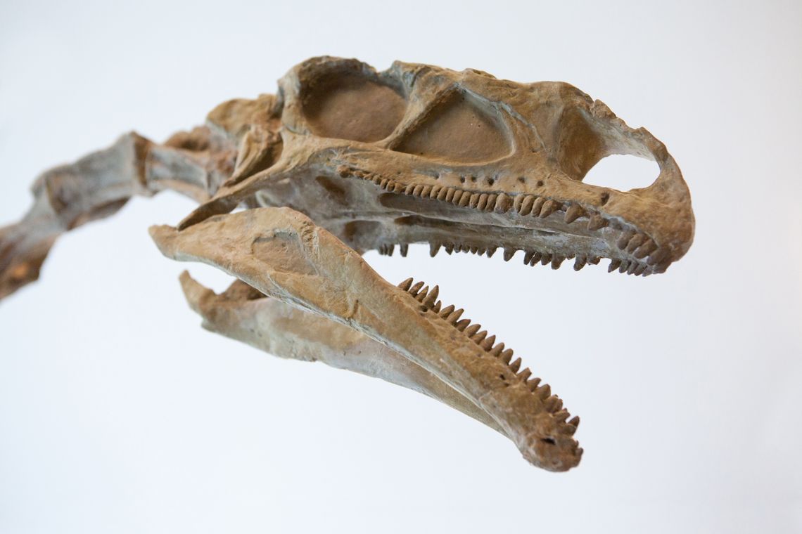 Versteinerter Kopf eines Dinosauriers