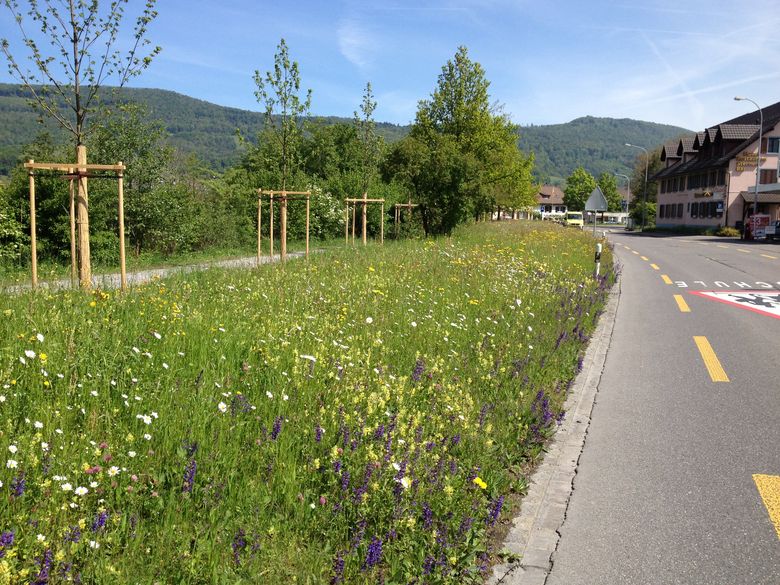 Biodiversität in Aarau Rohr fördern