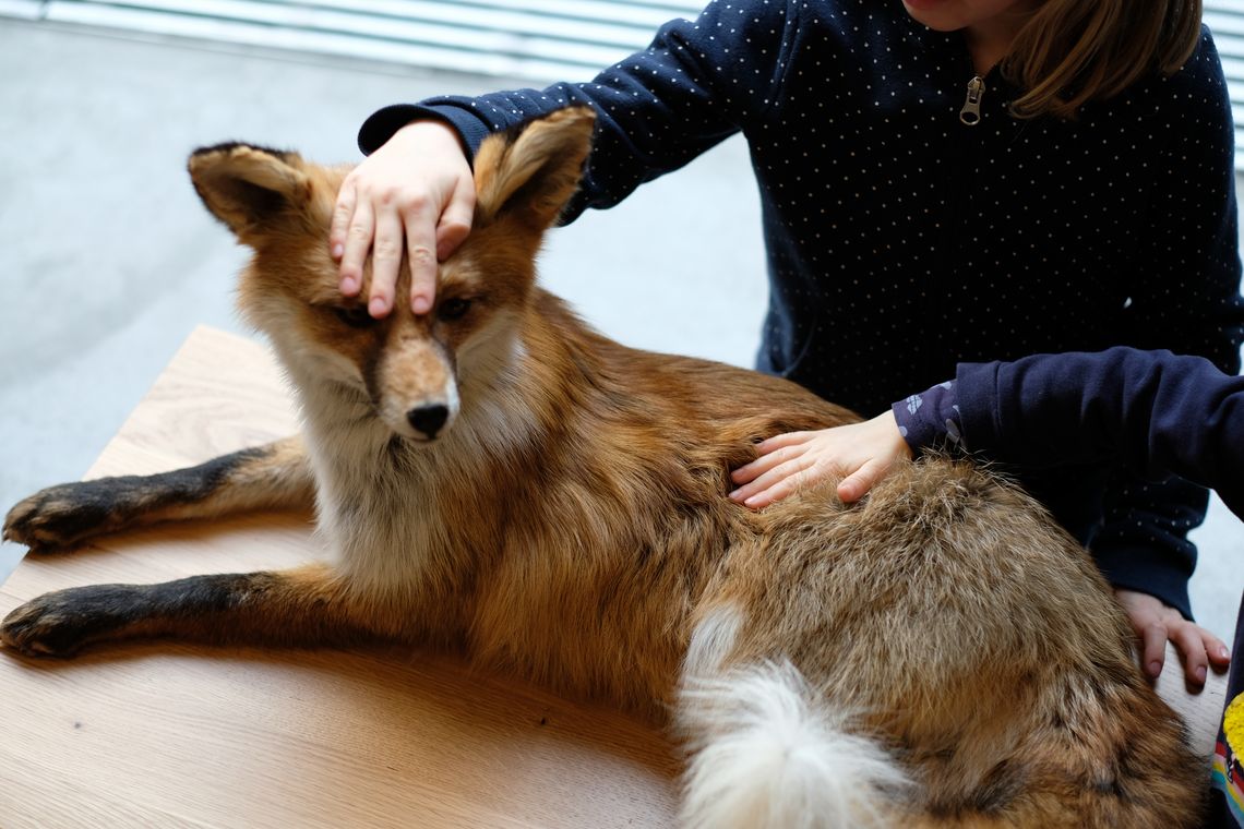 Ein Kind streichelt einen präparierten Fuchs