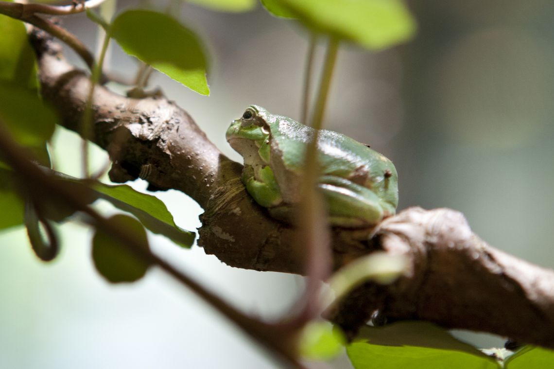 Laubfrosch auf einem Ast