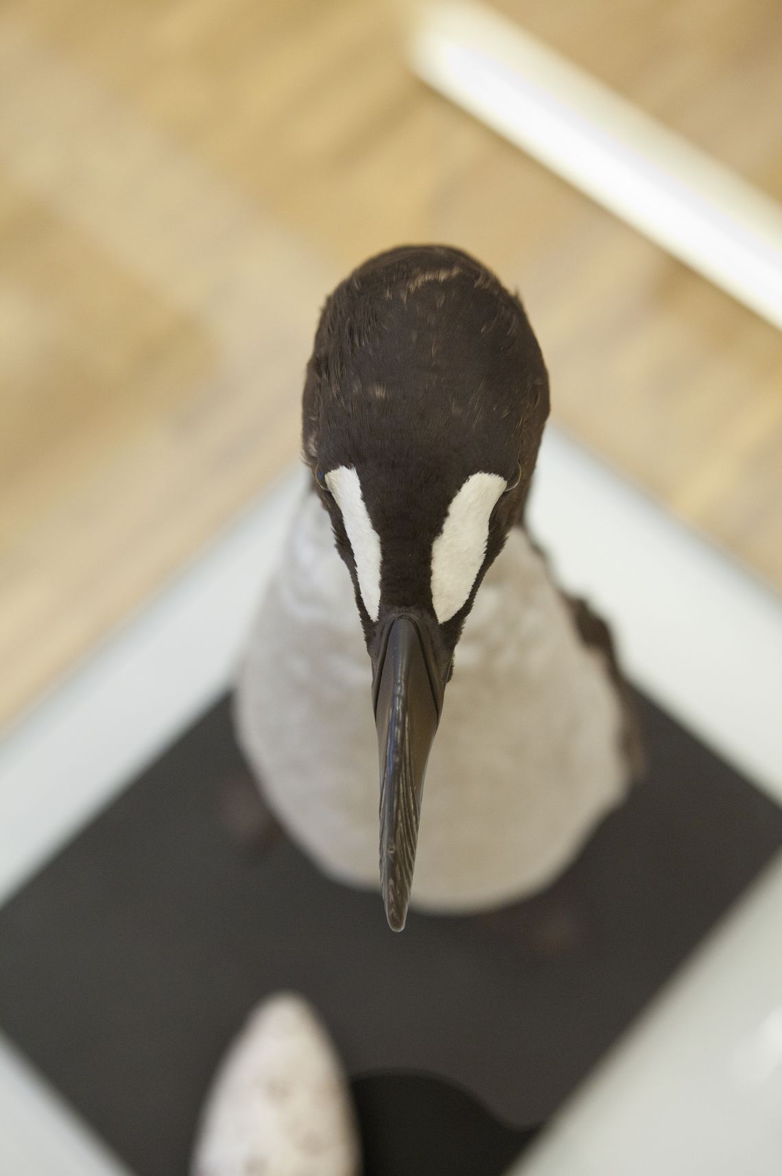 Ein präparierter Riesenalk von oben