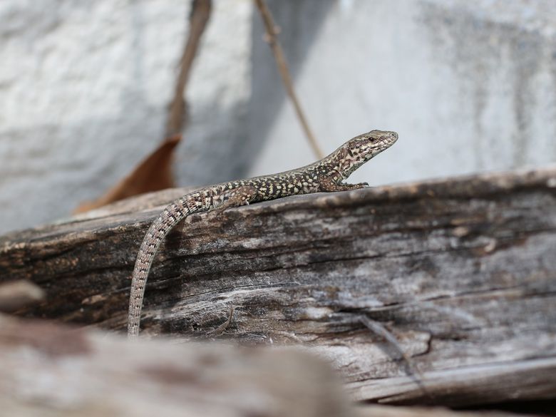 Reptilien Grundkurs