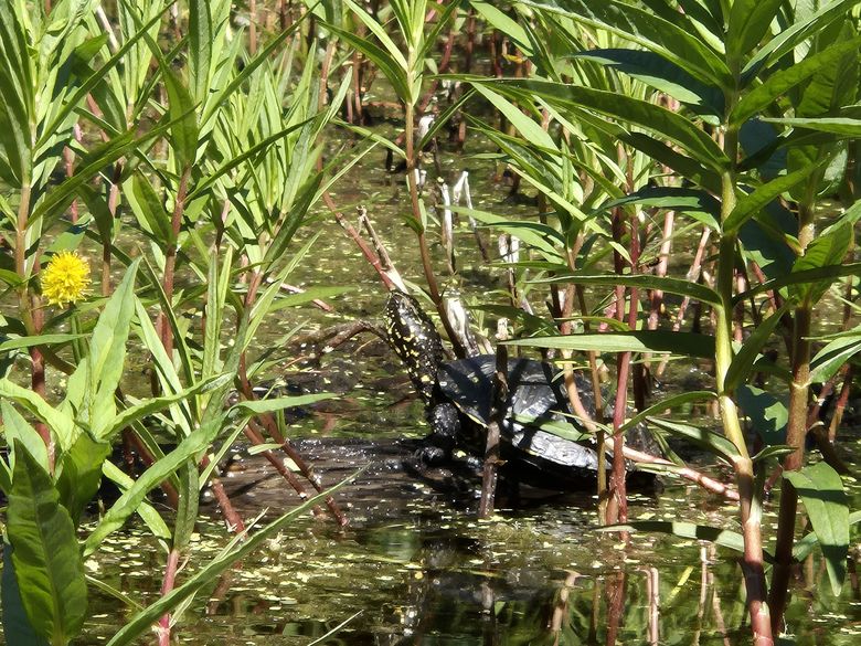 Familiensommer: Warme und kühle Tierverstecke