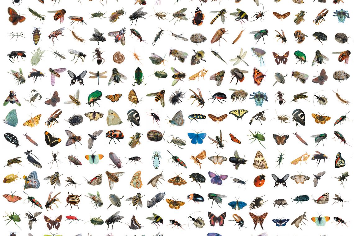 Makroaufnahme von verschiedenen Insekten