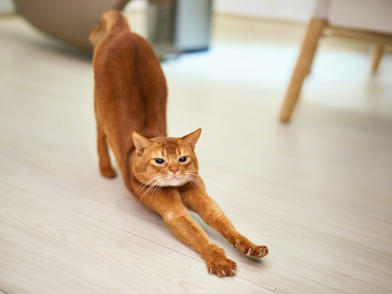 Sonderausstellung Katze: Mit Yoga im Museum einen entspannten Umgang mit Widersprüchen lernen