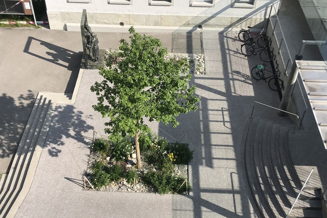Junger Baum aus Vogelperspektive in Suhr