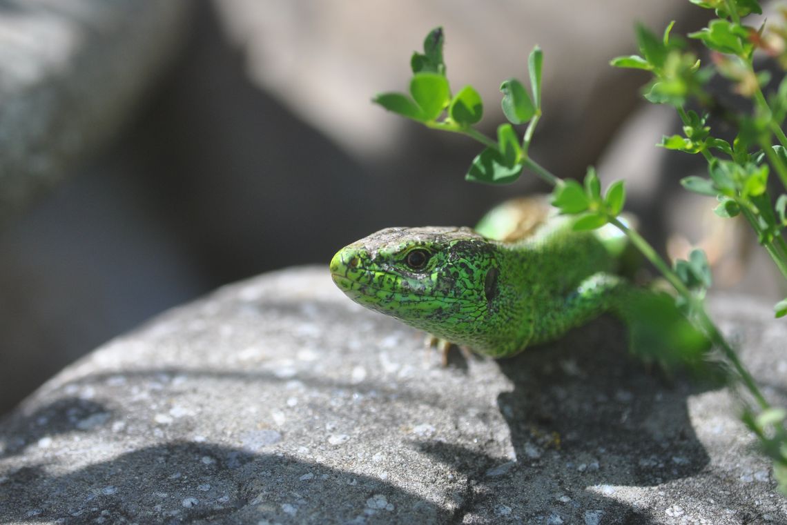 Grüne Eidechse auf einem grauen Stein