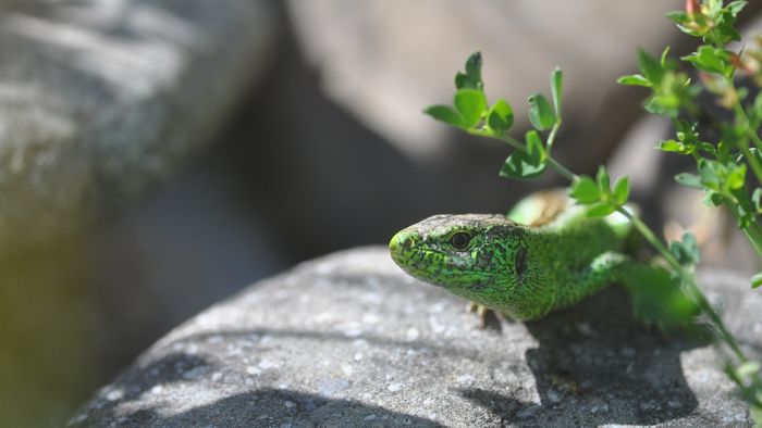 Grüne Eidechse auf einem grauen Stein