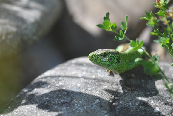 Grüne Eidechse auf einem grauen Stein