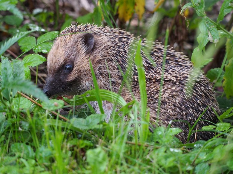 Tier um vier im Naturama-Garten: Igel