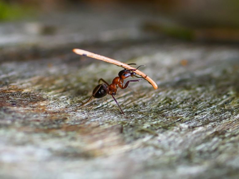 Die Gesundheitspolizei des Waldes