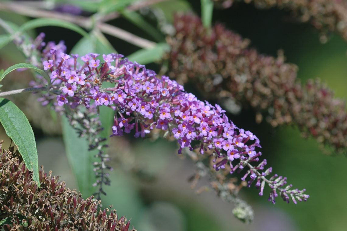 Blüte Sommerflieder