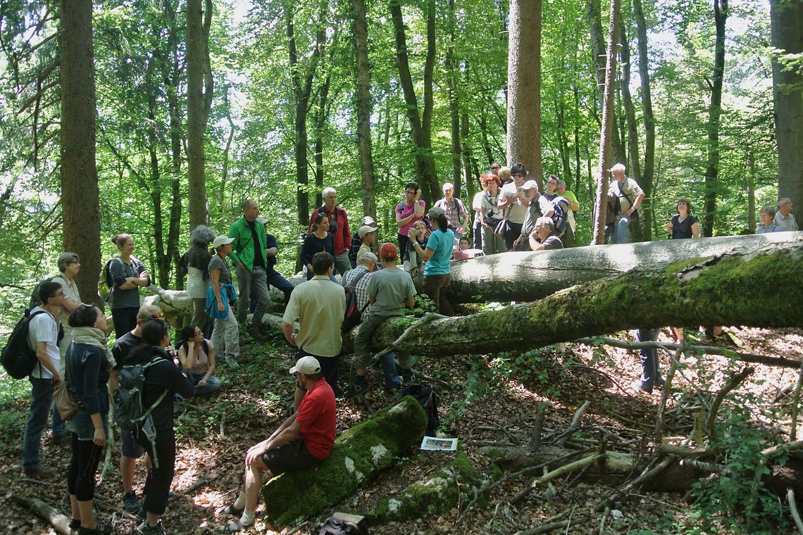 Ein Gruppe Menschen auf Exkursion im Wald