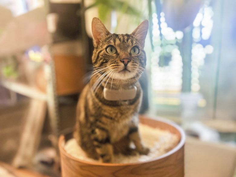 «Wo ist Luna?» Katzentracking mit GPS «Wo ist Luna?» Katzentracking mit GPS