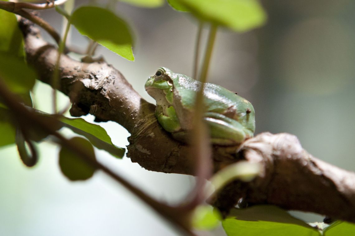 Laubfrosch auf einem Ast