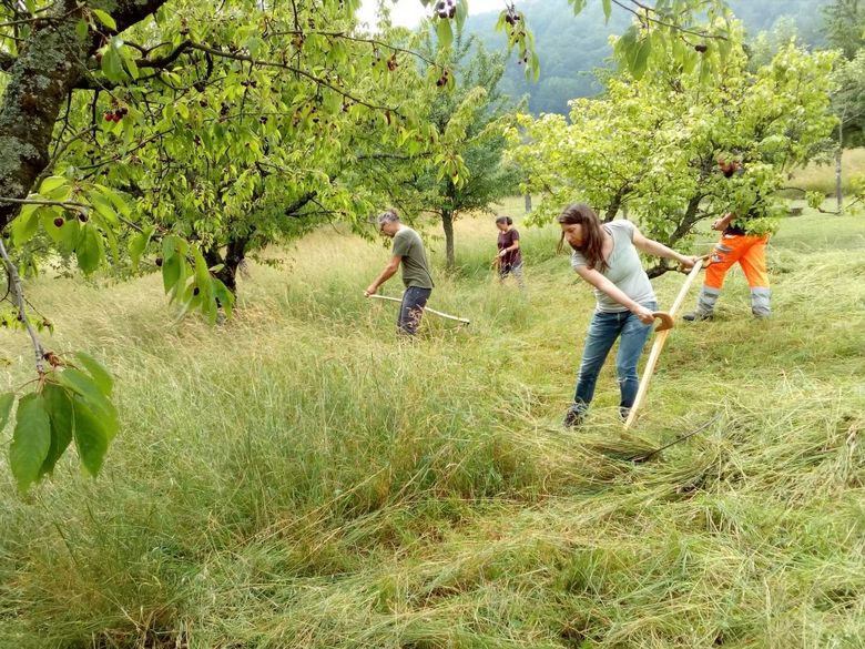 Mähen mit der Sense: Material, Technik und Wartung