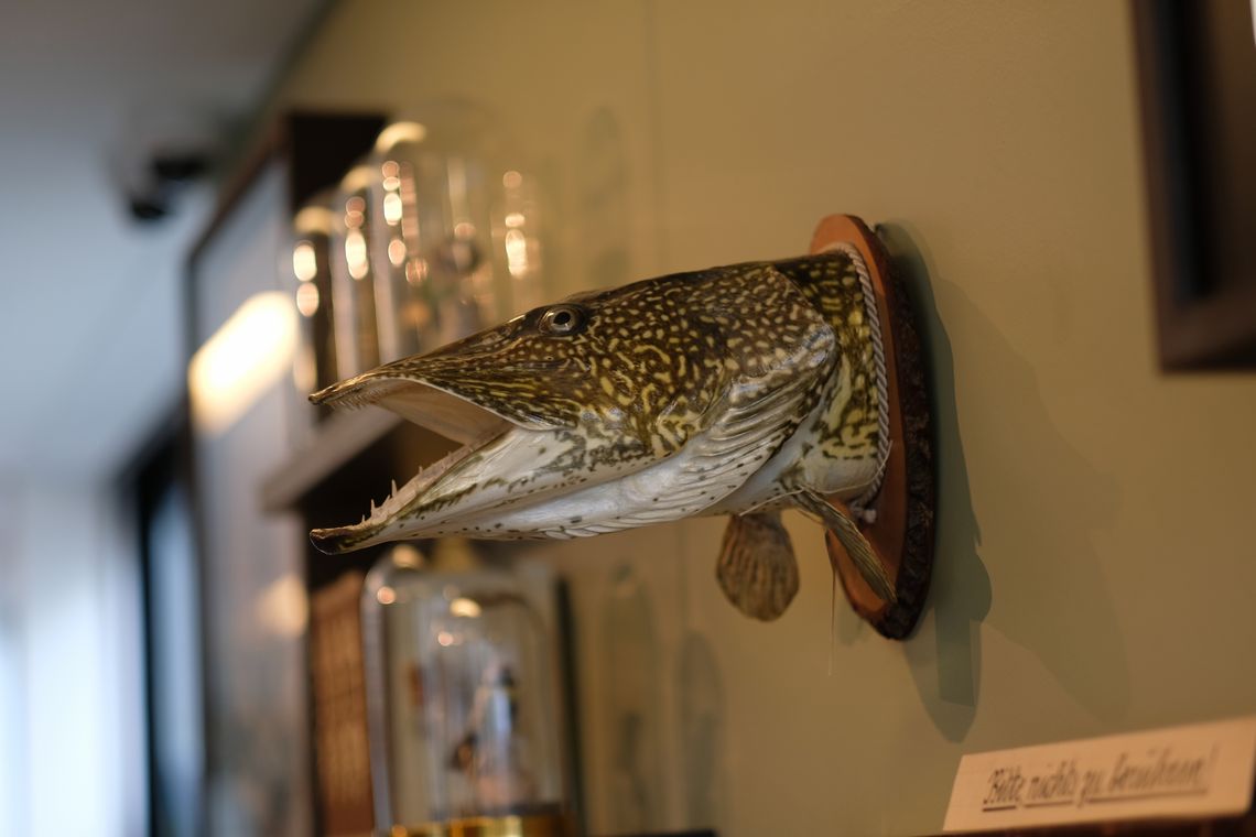Hechtkopf als Trophäe an der Wand
