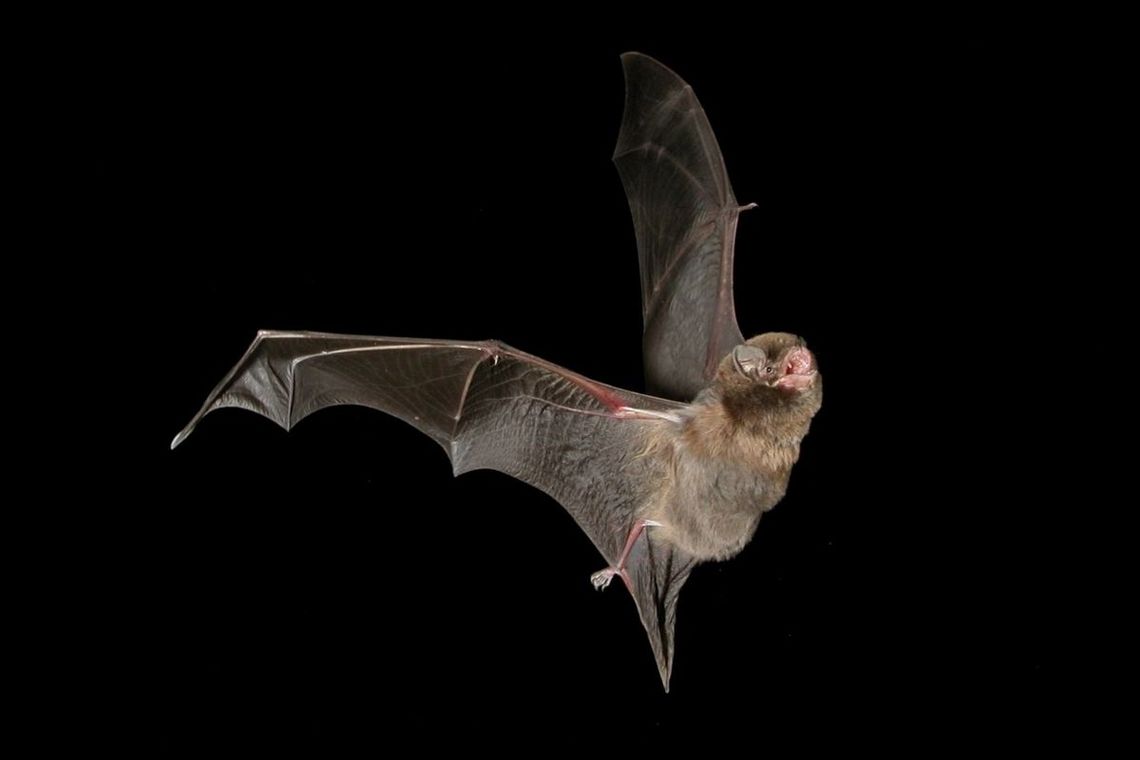 Fliegende Feldermaus vor schwarzem Hintergrund
