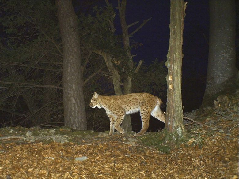 Luchs und Wildkatze: heimliche Rückkehrer im Aargau Luchs und Wildkatze: heimliche Rückkehrer im Aargau