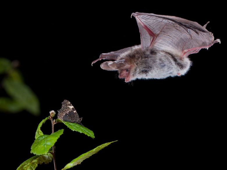 Aargauer Familientag: Fliegen wie eine Fledermaus
