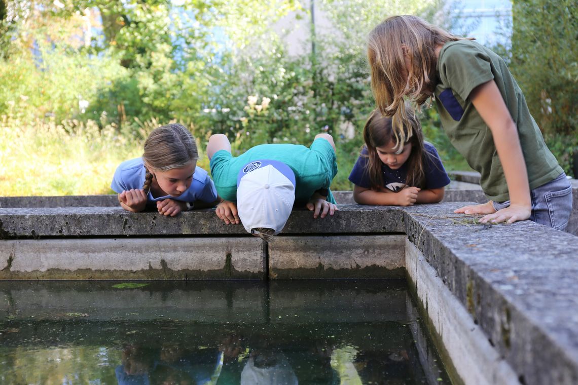 Kinder suchen im Naturama-Teich nach Tieren