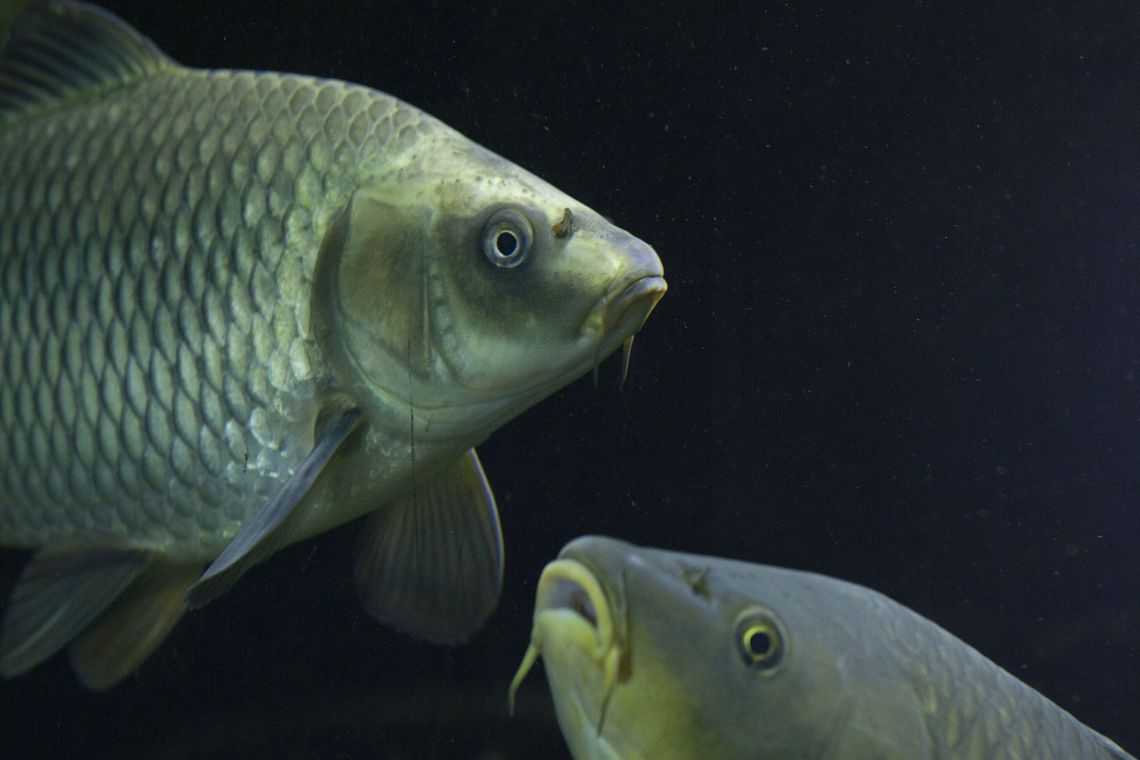 Zwei Fische in einem Aquarium