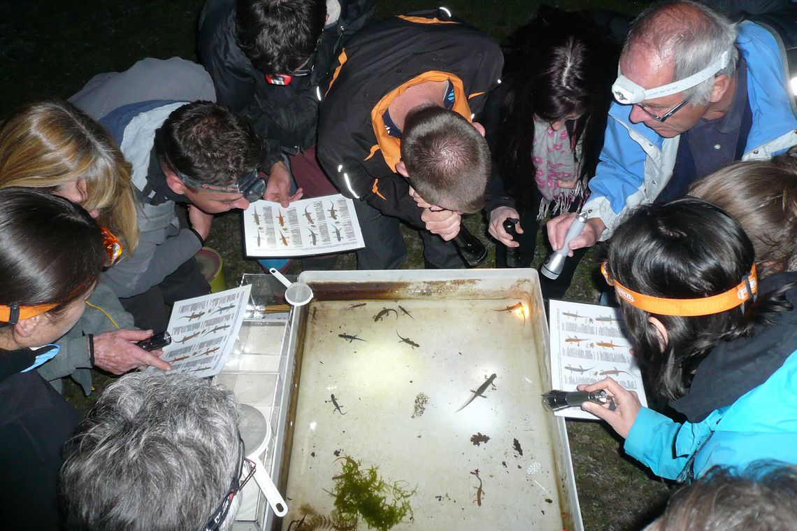Becken mit Molchen, um das sich Menschen mit Taschenlampen versammelt haben