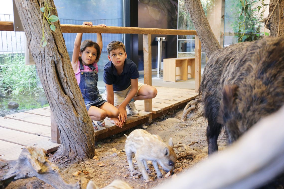 Zwei Kinder betrachten Wildschweine