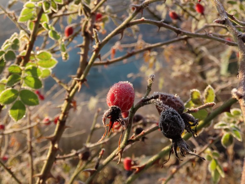 Wildhecken planen, pflanzen und pflegen