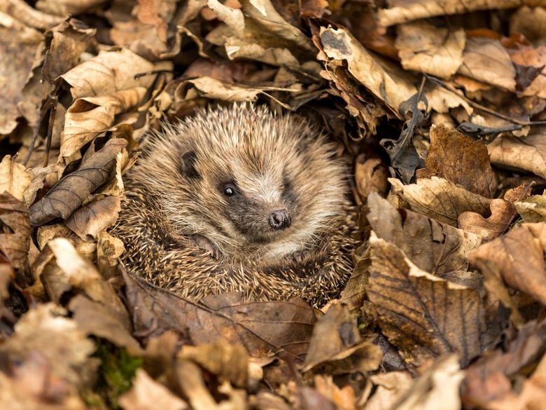 Tiere und ihre Winterstrategien: ausprobieren, spielen, staunen