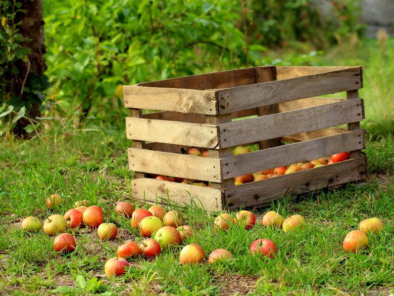 Selber mosten und Apfelsaft kosten