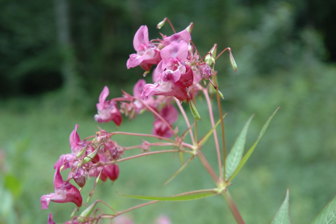 Blüte von Drüsigem Springkraut