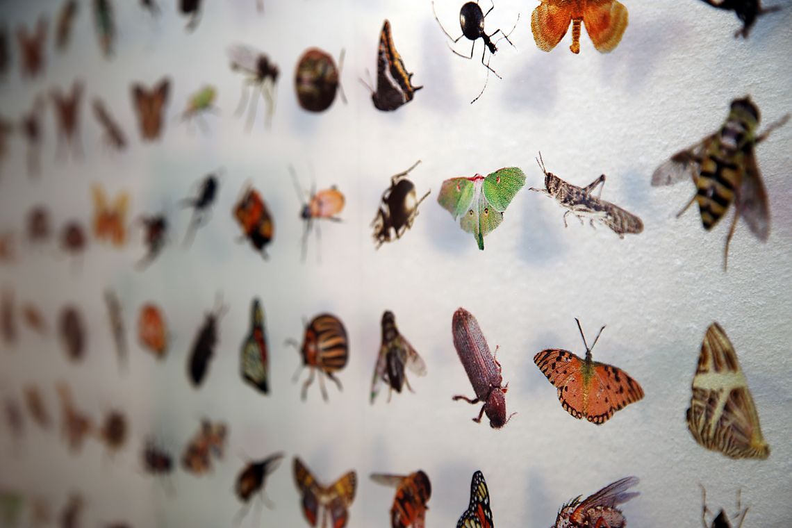 Makroaufnahme von verschiedenen Insekten auf einer Schautafel