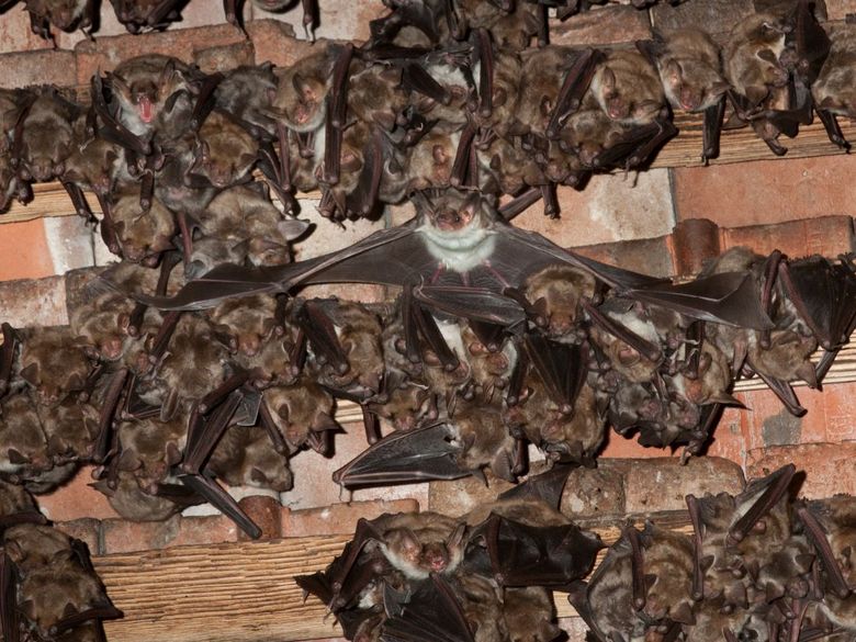 Fliegen, jagen, forschen: Fledermäuse hautnah