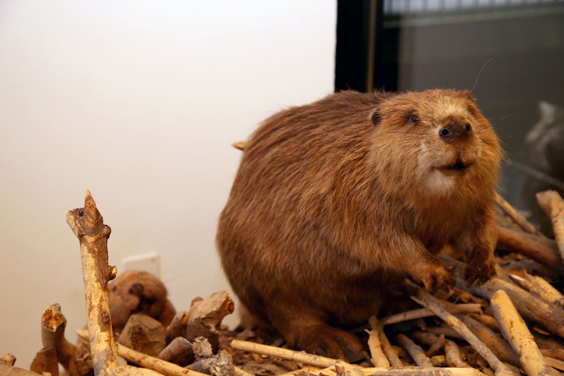 Präparierter Biber in der Ausstellung