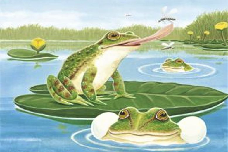 Von der Kaulquappe zum Frosch