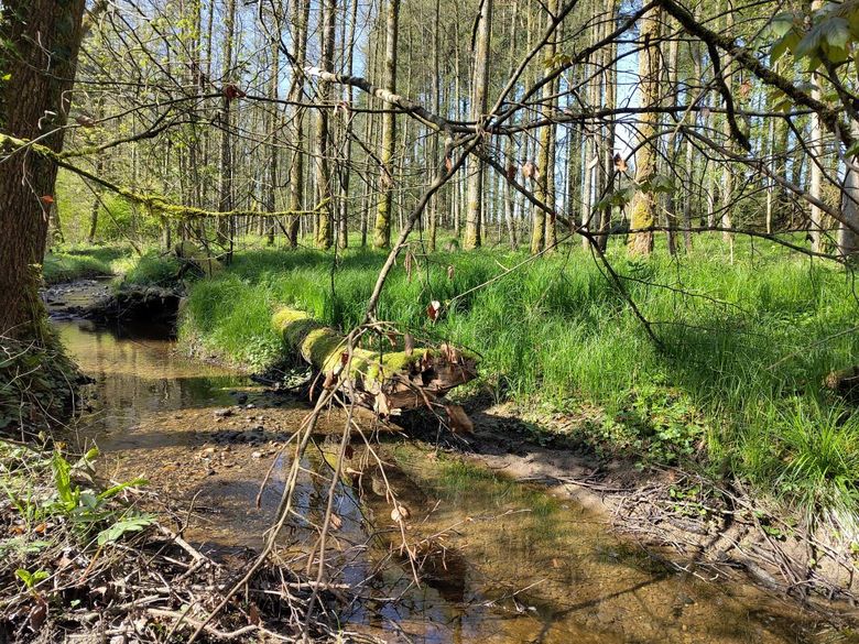 Gewässerperle PLUS – Naturwunder Roggenhausenbach