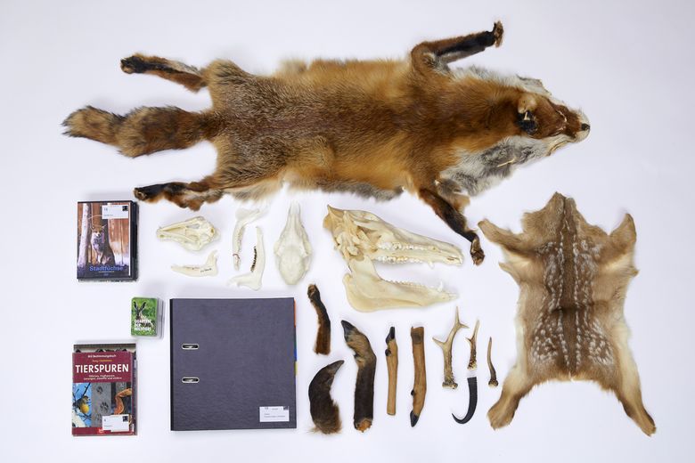 Wildtiere