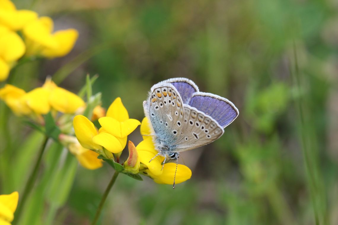 Schmetterling (Rotkleebläuling)