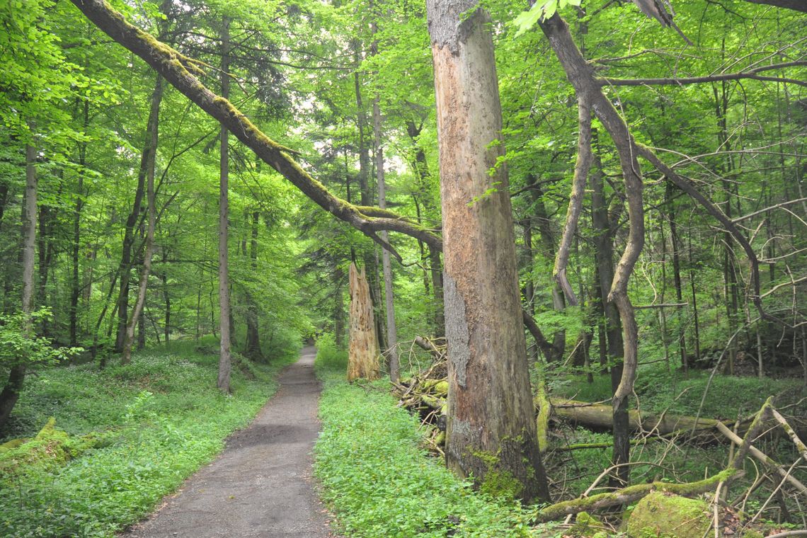Bild von einem Waldweg