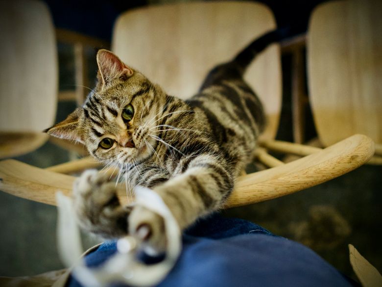 Katze: Spielen, schleichen und jagen Katze: Spielen, schleichen und jagen