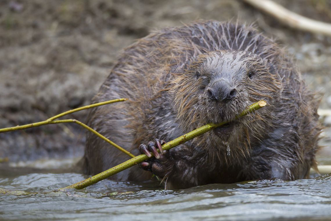 Biber, der im Wasser an einem dünnen grünen Ast nagt