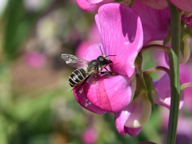 Wildbienen wirksam fördern Wildbienen wirksam fördern