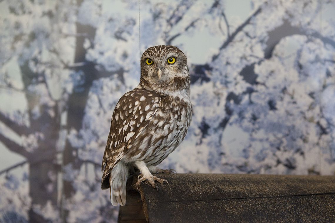 Präparierte Eule in der Dauerausstellung des Naturamas