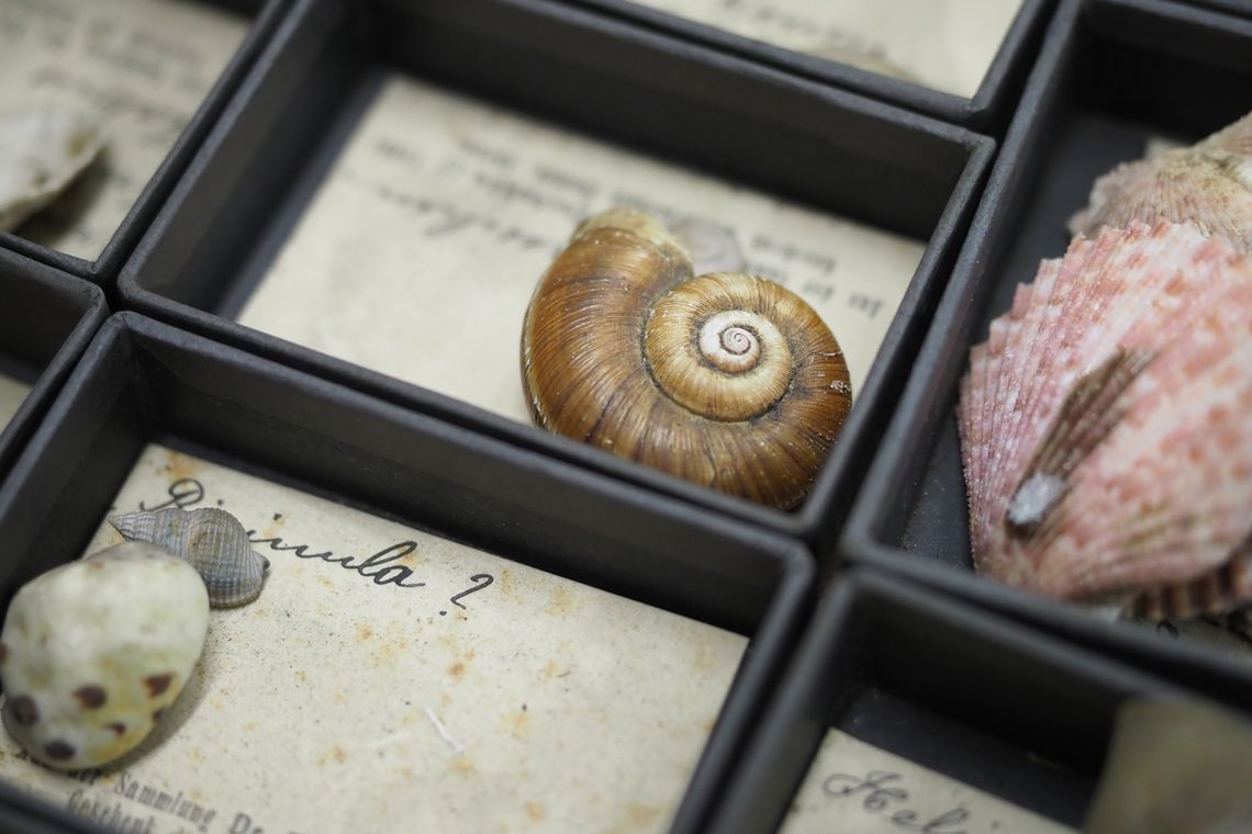 Schneckenhaus in einer Sammlungsbox