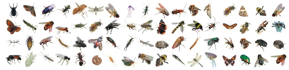 Makroaufnahme von verschiedenen Insekten